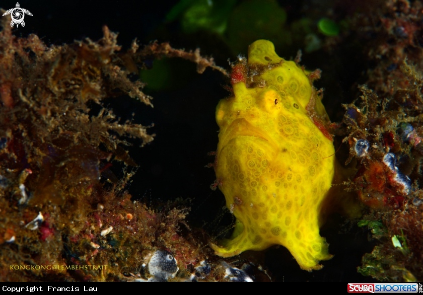 A Frogfish