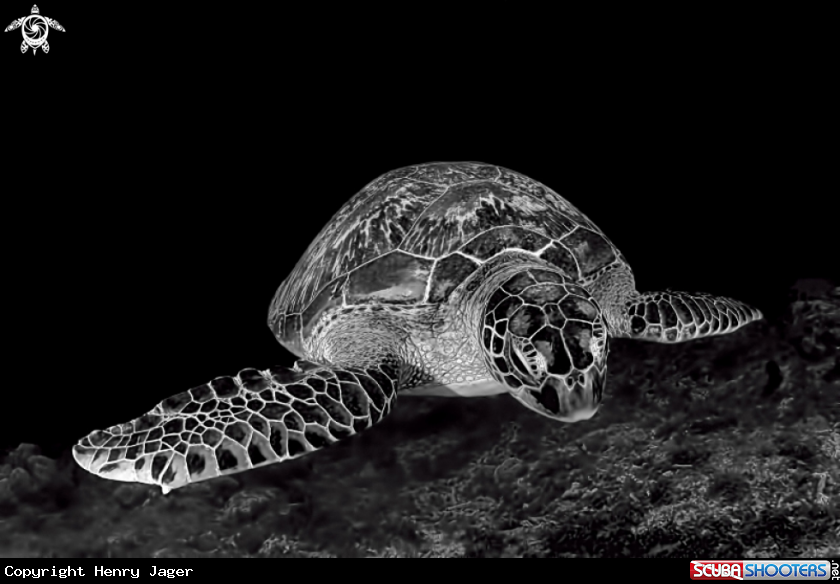 A Green Turtle