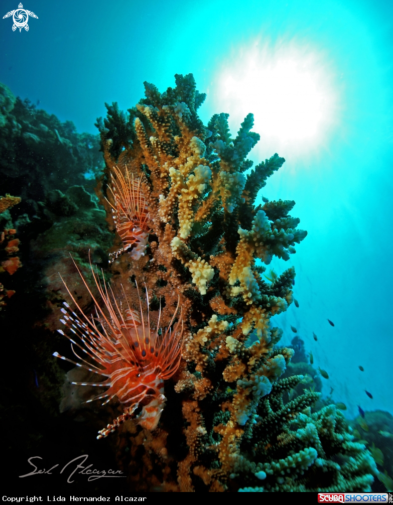 A lionfish