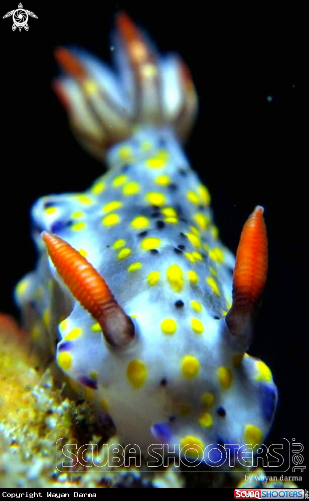 A hypselodoris infucata 