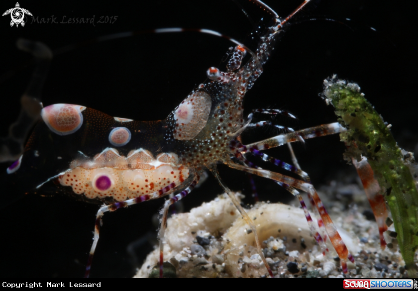 A Spotted Cleaner Shrimp