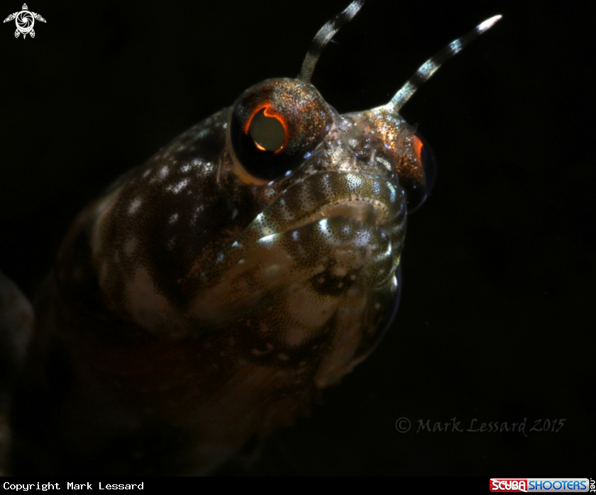 A Sailfin Blennies