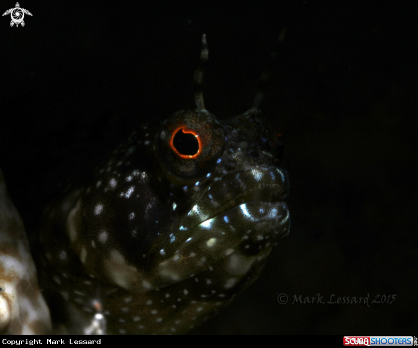 A Sailfin Blennies