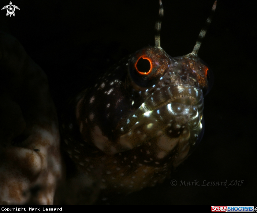 A Sailfin Blennies