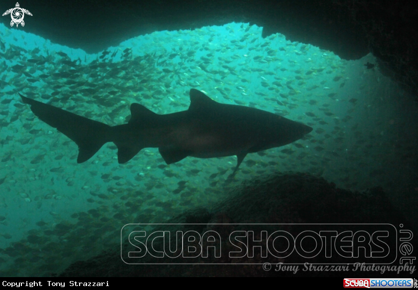 A Grey nurse shark