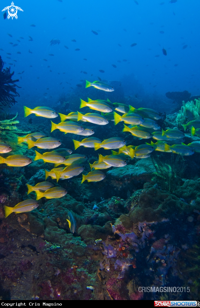 A Reef Fish