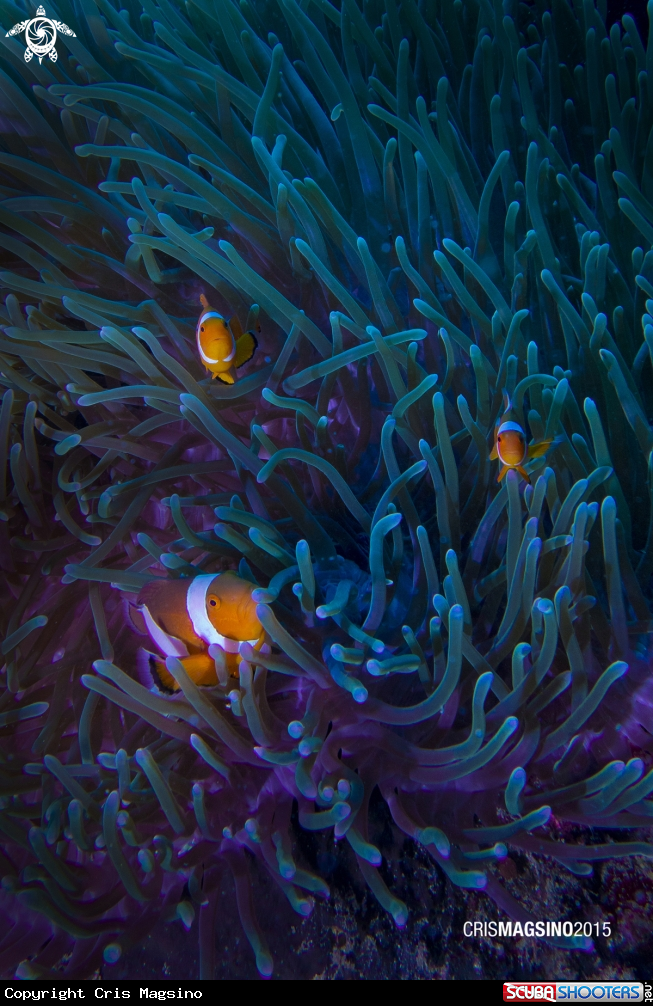 A Clown Fish