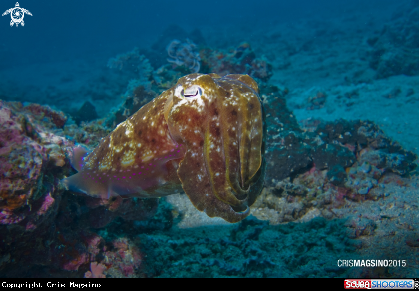 A Cuttlefish