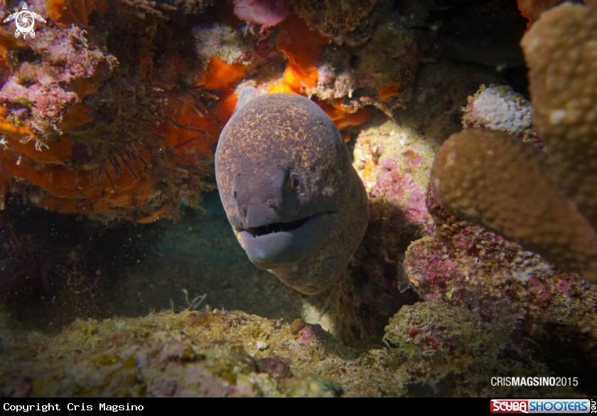A Eel