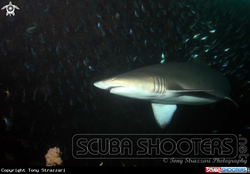 A Grey nurse shark