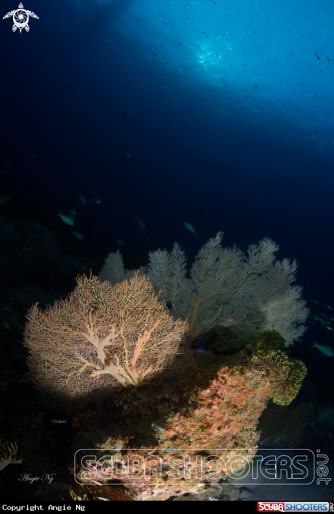 A Sea fan