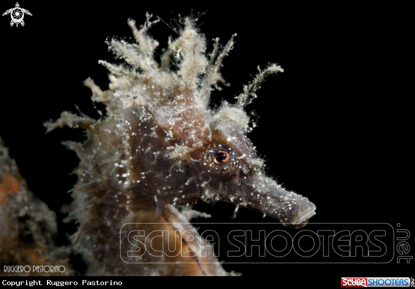A Hippocampus guttulatus