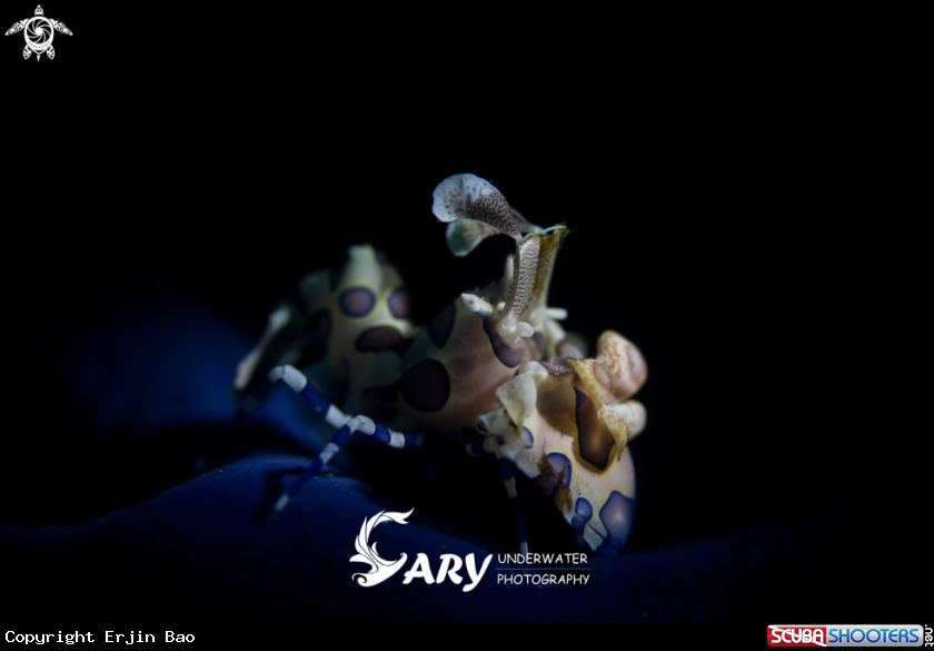 A Harlequin Shrimp 