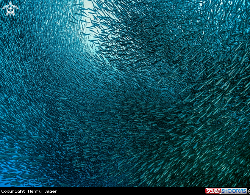 A Sardines