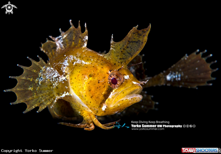 A Southern Crested Weedfish 