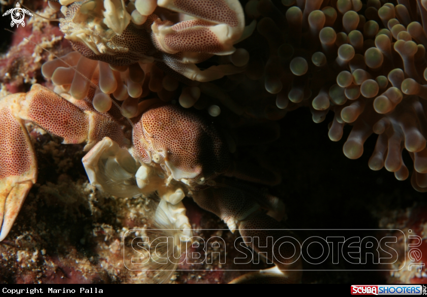 A Porcelain Crab