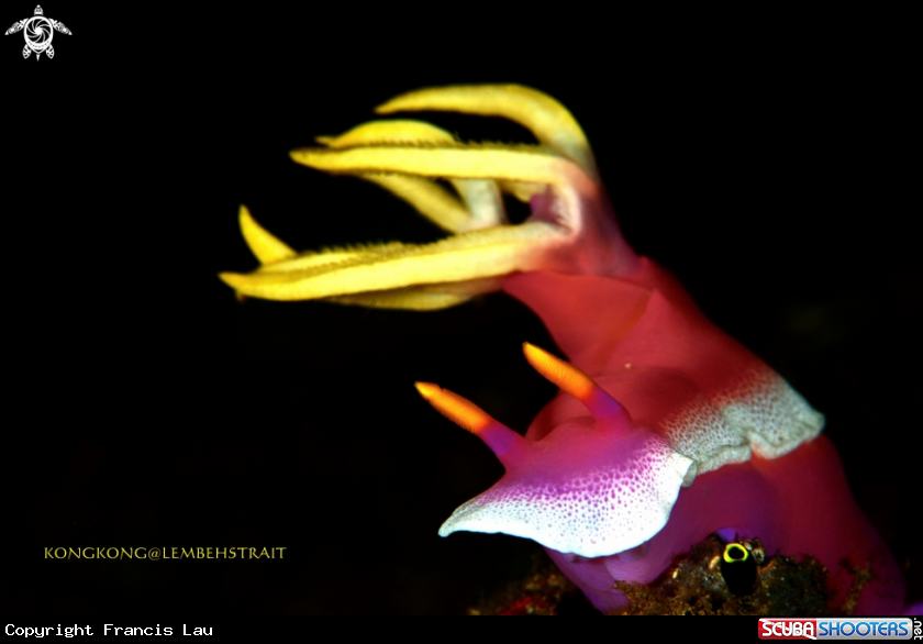 A Nudibranch
