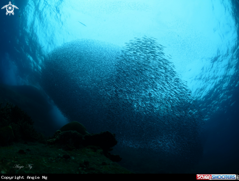 A Bait Fish