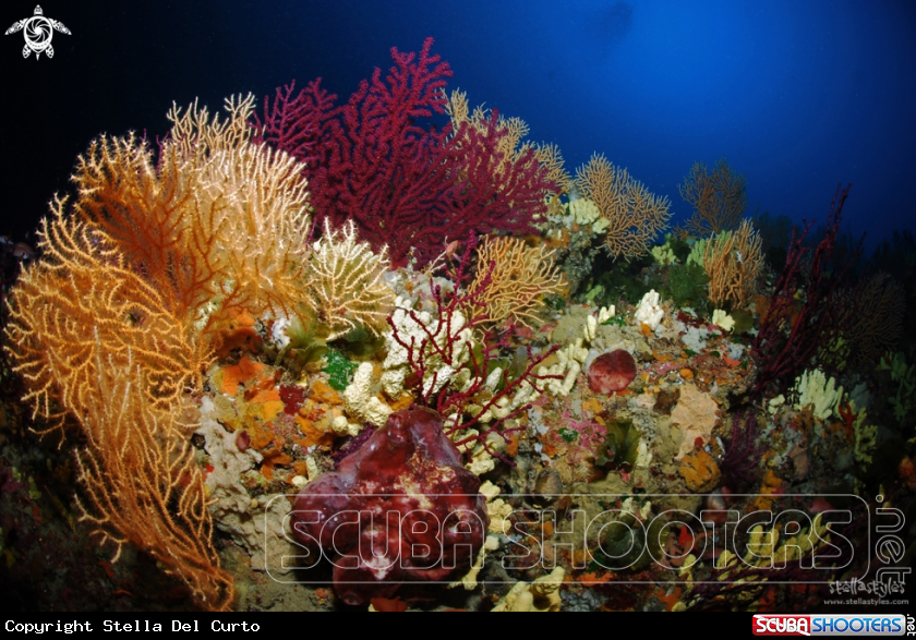 A Gorgonian