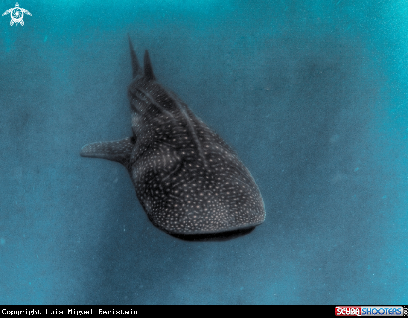 A whale Shark