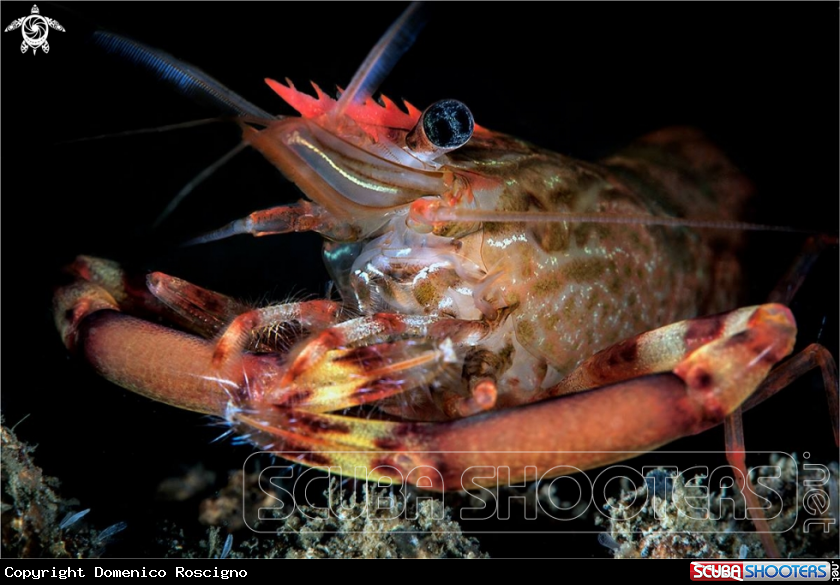 A Shrimp