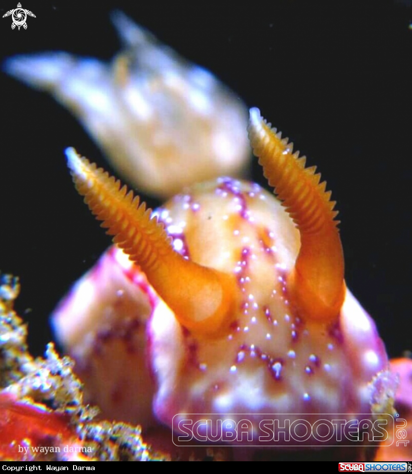 A nudibranch 
