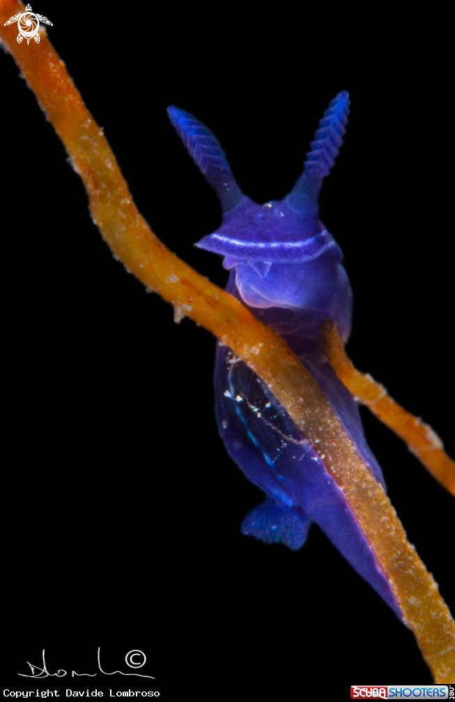 A nudi