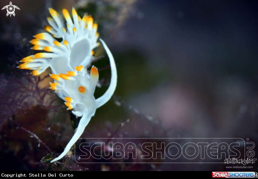 A Nudibranch