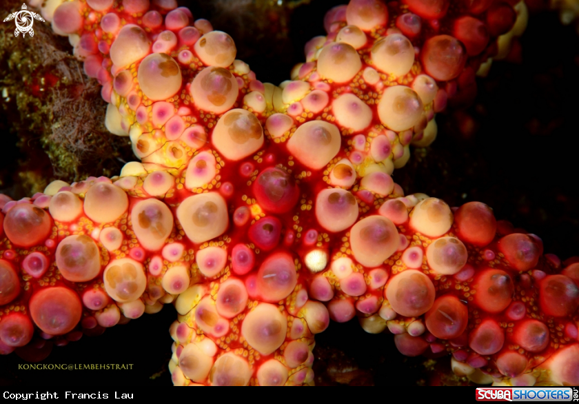A Seastar