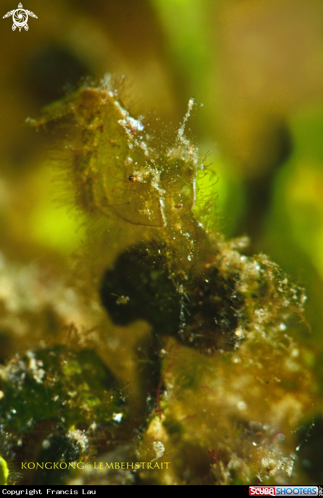 A Lembeh hairy shrimp