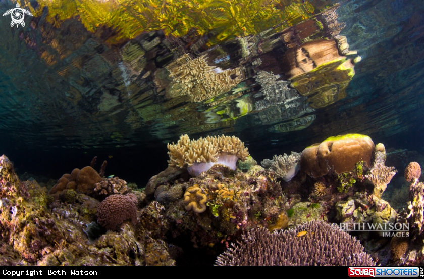 A Reef scene
