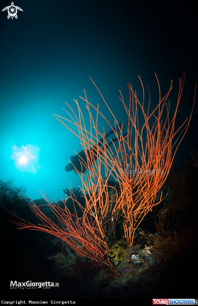 A black coral