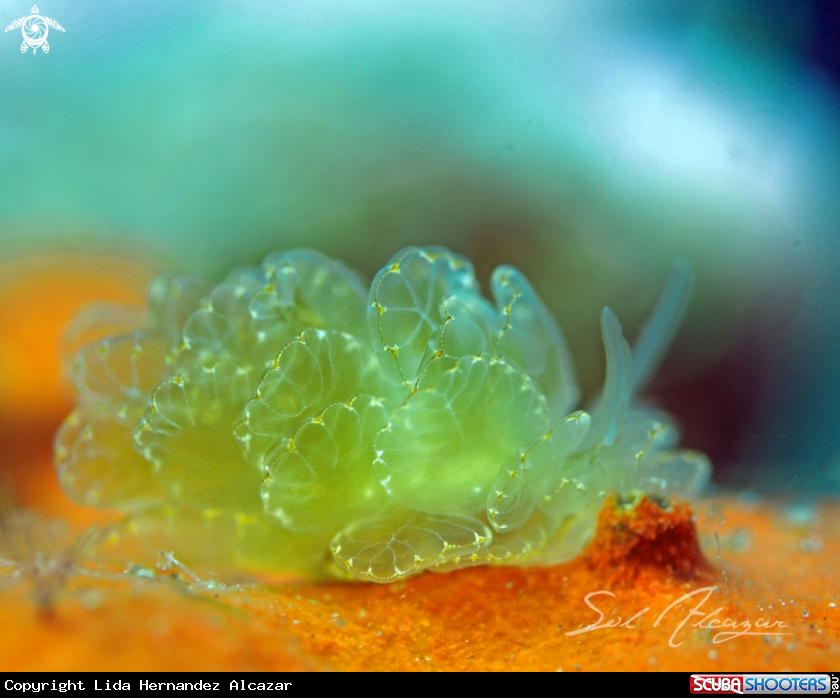 A Nudibranch