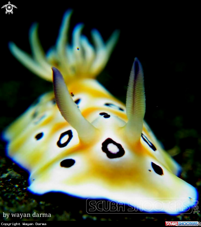 A Goniobranchus leopardus 