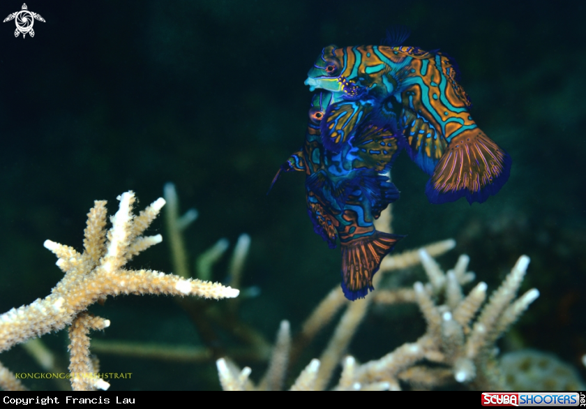A Mandarin Fish