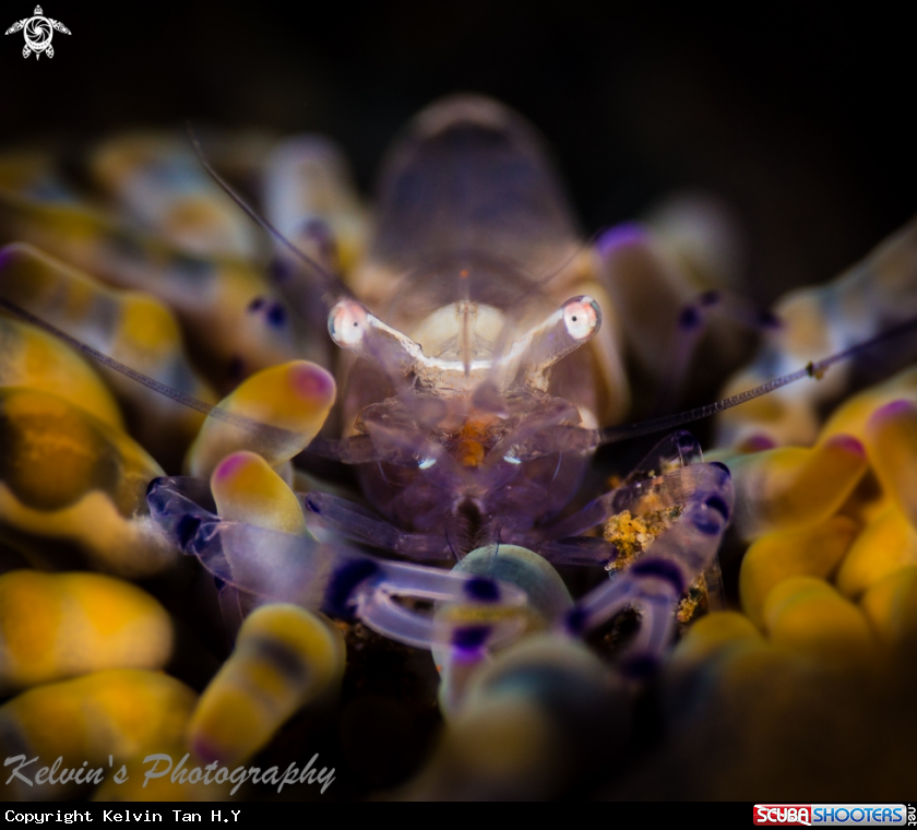 A Commensial shrimp
