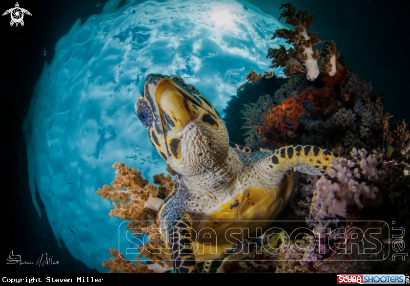A Turtle