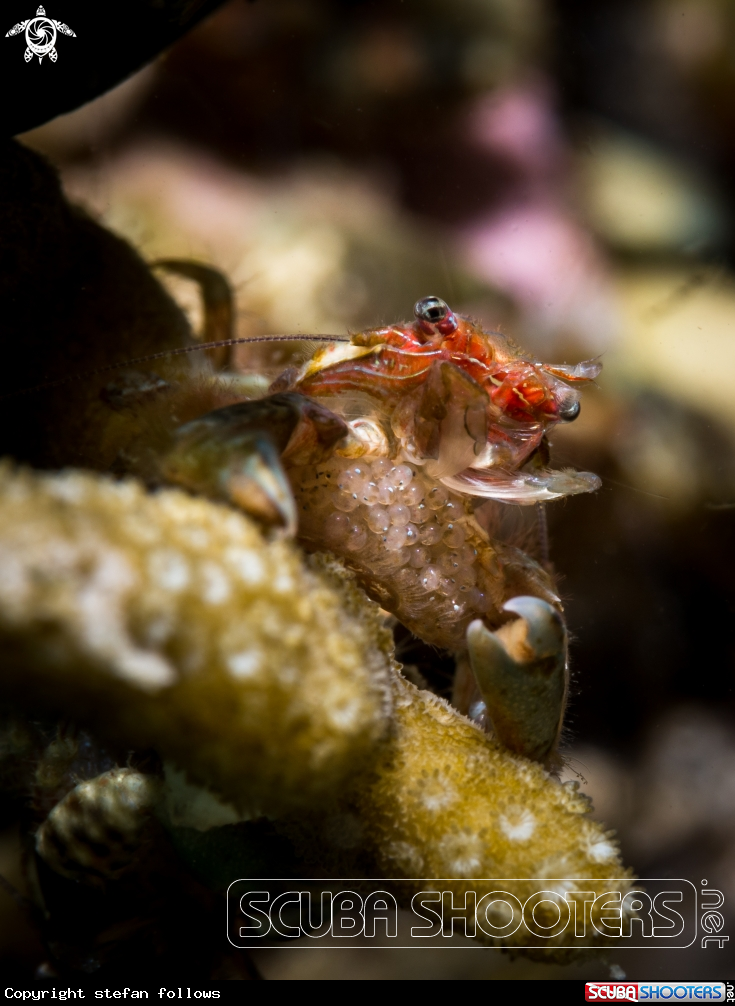 A Porcelain Crab