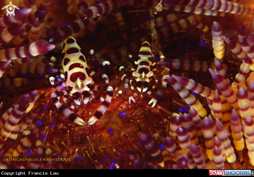 A Colmani shrimp