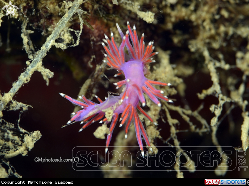 A Nudibranche