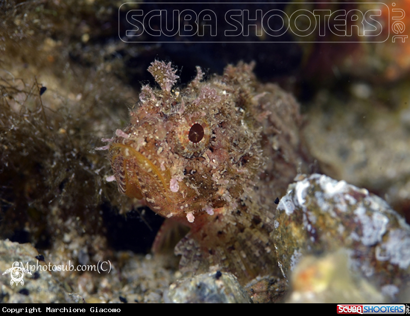 A Juvenile scorpion fish