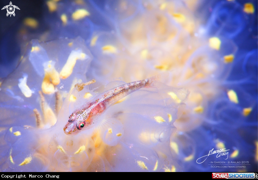 A goby