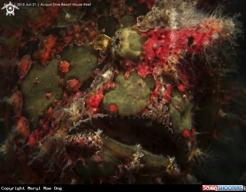 A Giant frogfish