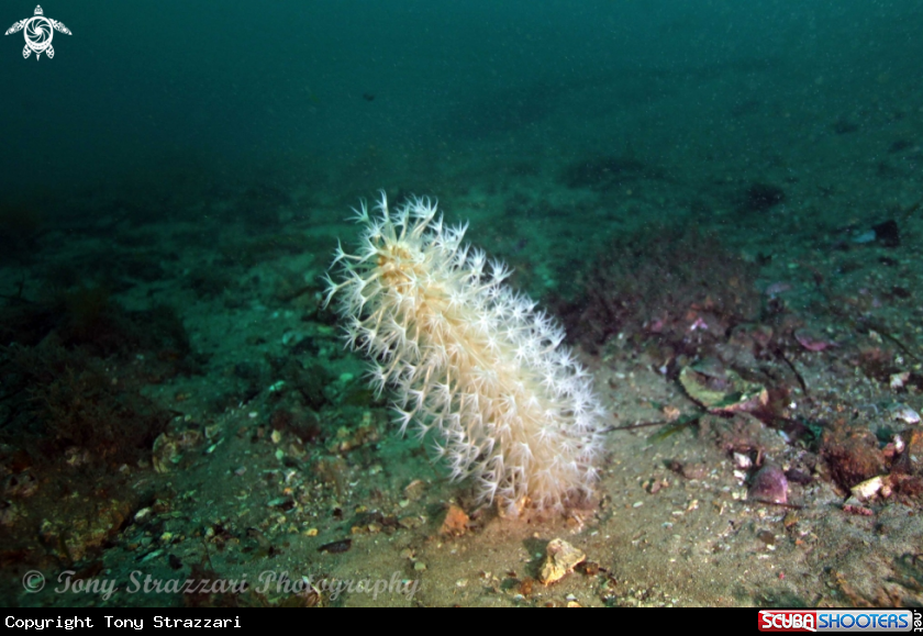 A Obese sea pen