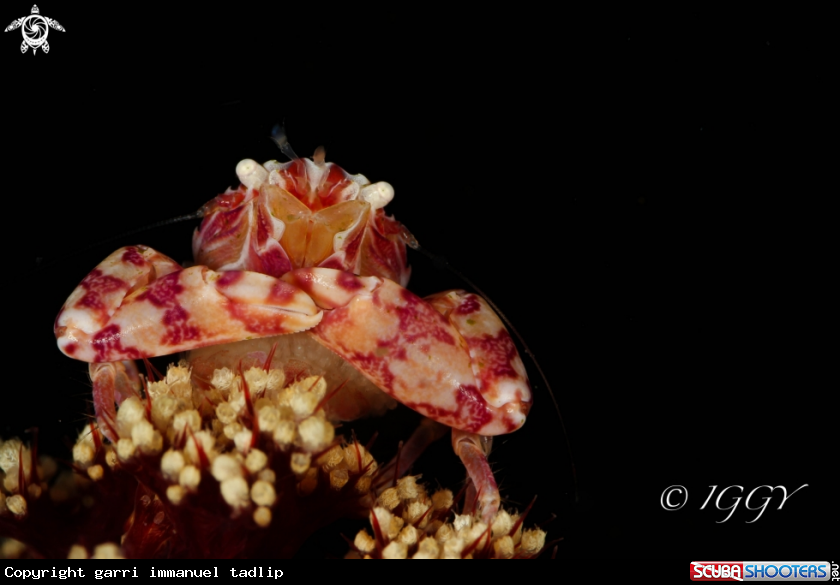 A candy crab