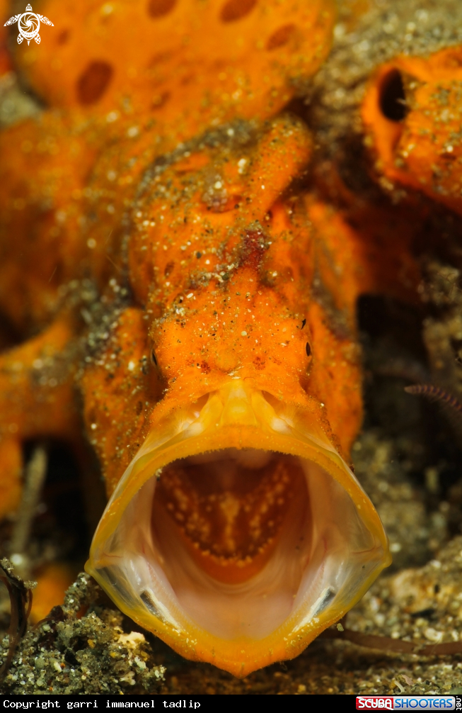 A frogfish
