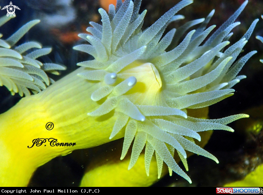A Corail jaune 