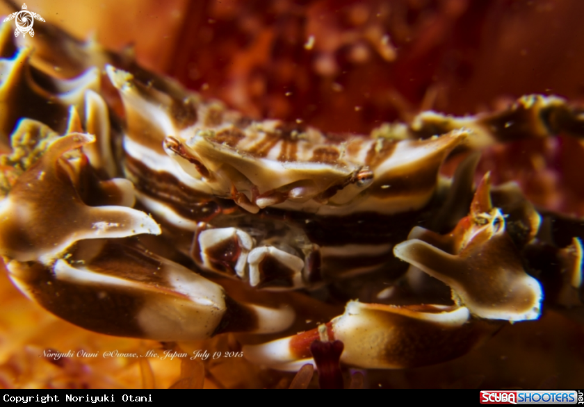 A Zebrida Crab