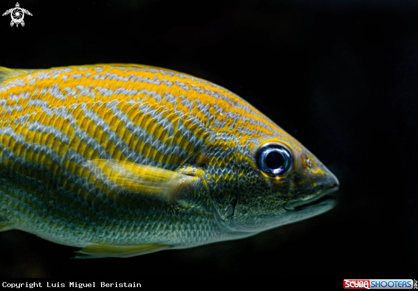A Haemulidae