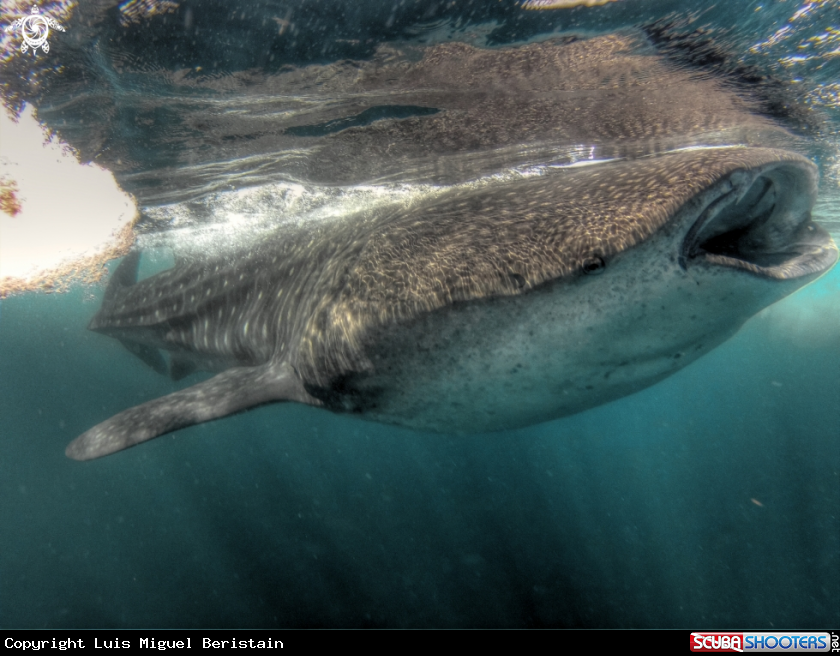 A Rhincodon typus